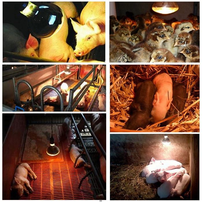 Applicable places for 250 watt infrared heat lamp bulb